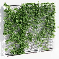 ivy wall four