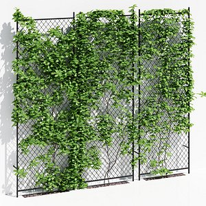 ivy wall four