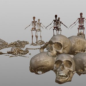Human bones and Skeleton