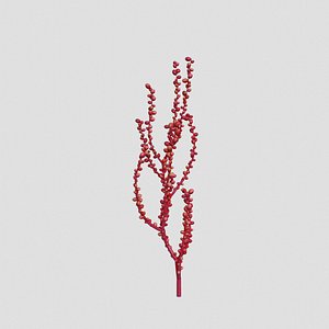 Red Grape Caulerpa single V1 model