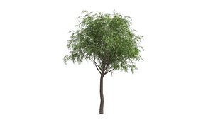 3D Growth Tree Animated model
