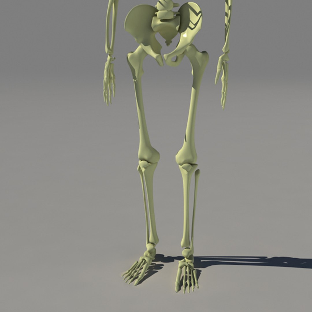 3d Human Skeleton