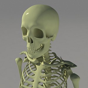 Human Skeleton
