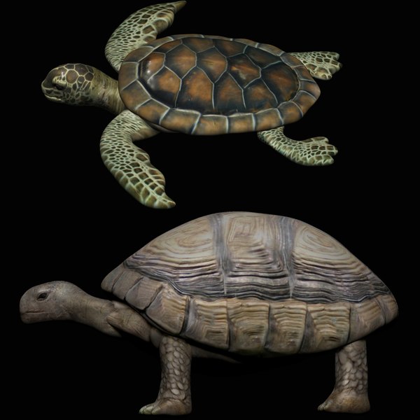 fully rigged low poly turtle tortoise collection 3d model