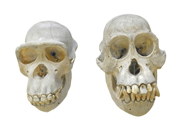 chimpanzee orangutan real skull 3D model