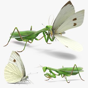 Mantis Hunting Prey and Eating Fur Animated Rigged For Maya 3D model