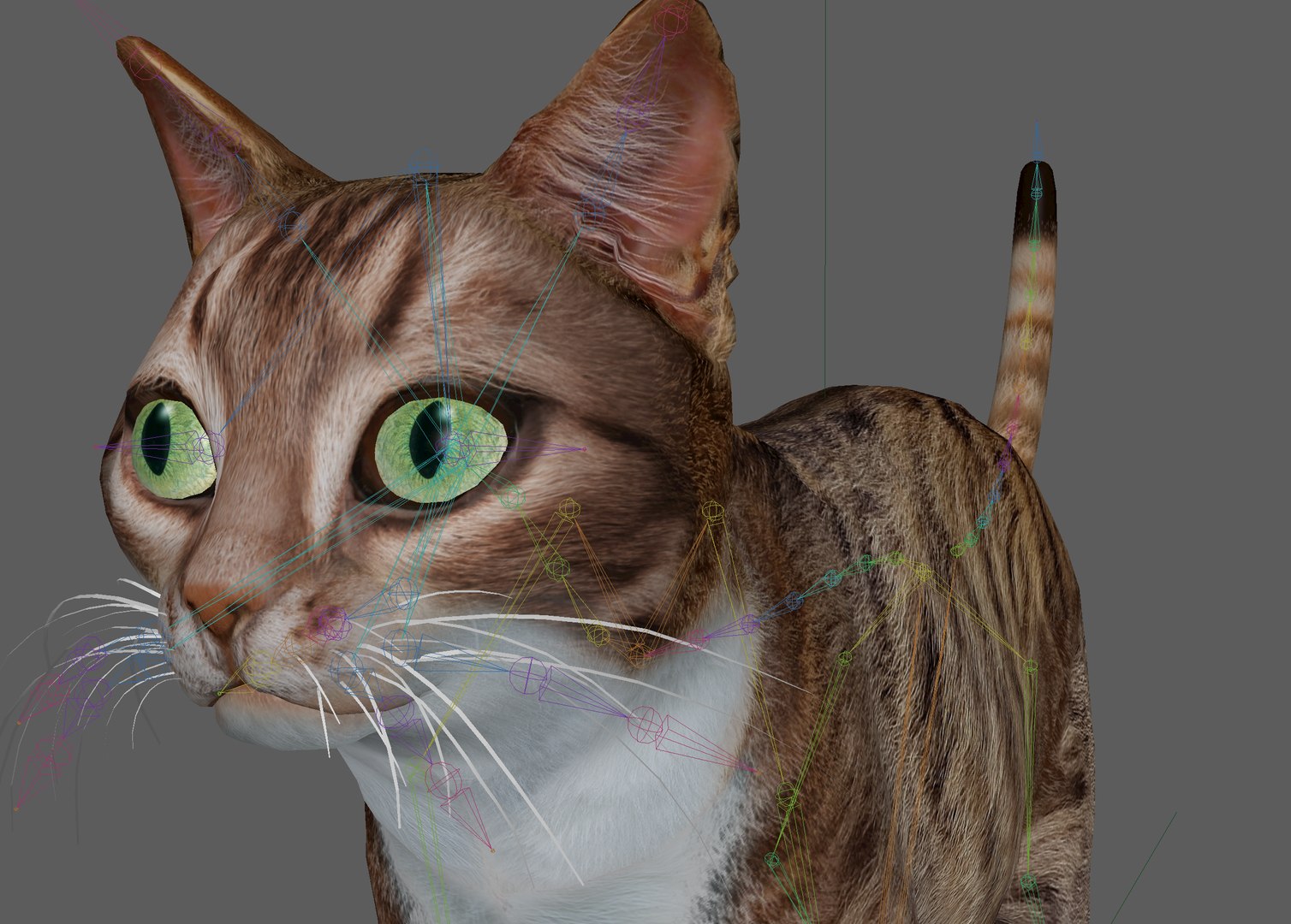 Cat Rigged Model - TurboSquid 1900983