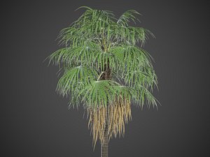 3D XfrogPlants Florida Thatch Palm - Thrinax Radiata