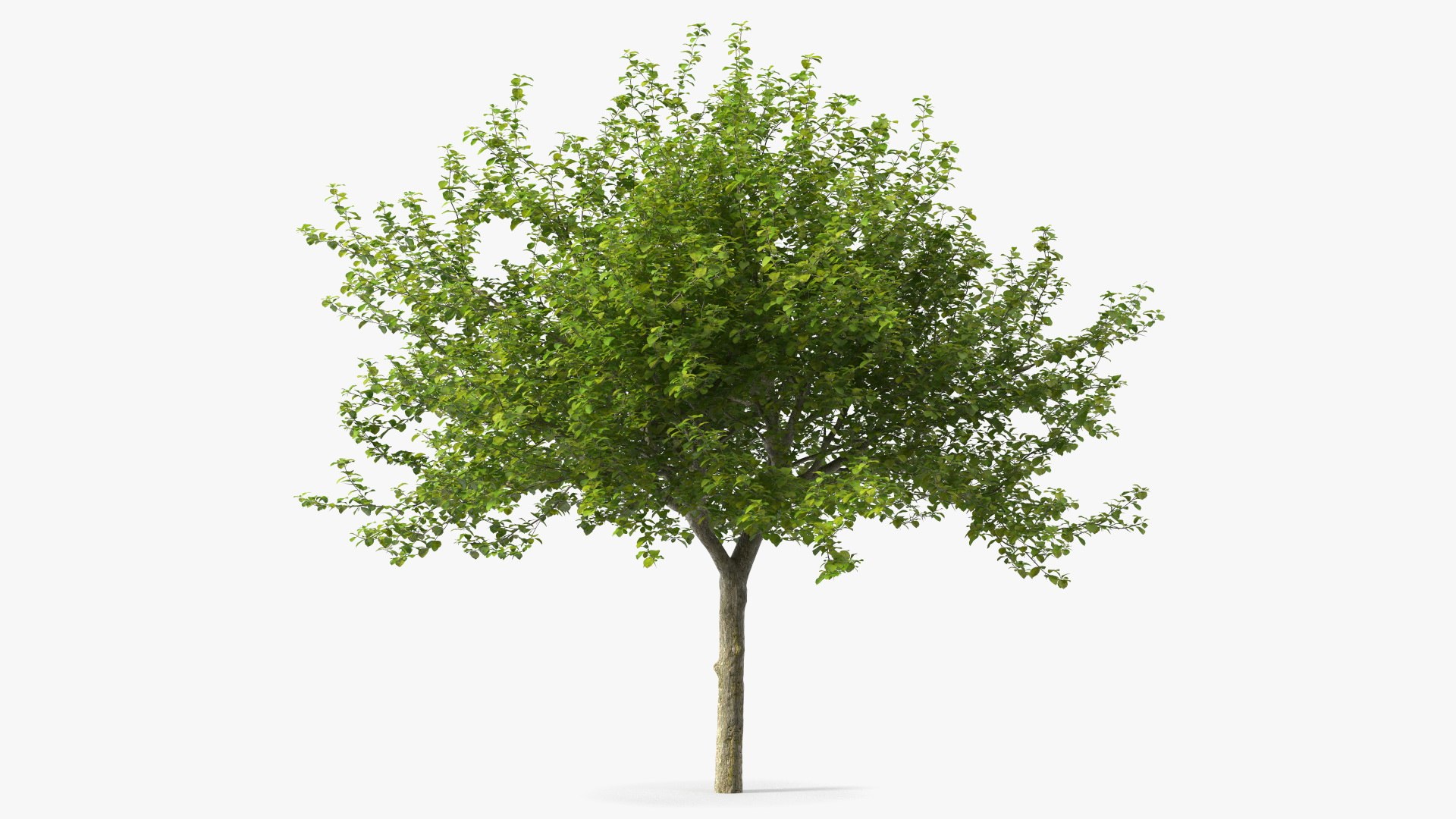 Cockspur Hawthorn 3D model preview