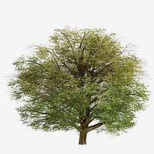 Set of Hawthorn or Crataegus Tree - 2 Trees