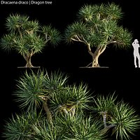 Dracaena draco