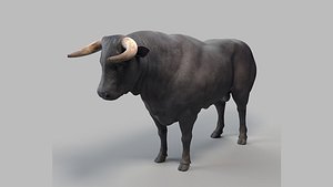 galician bull model