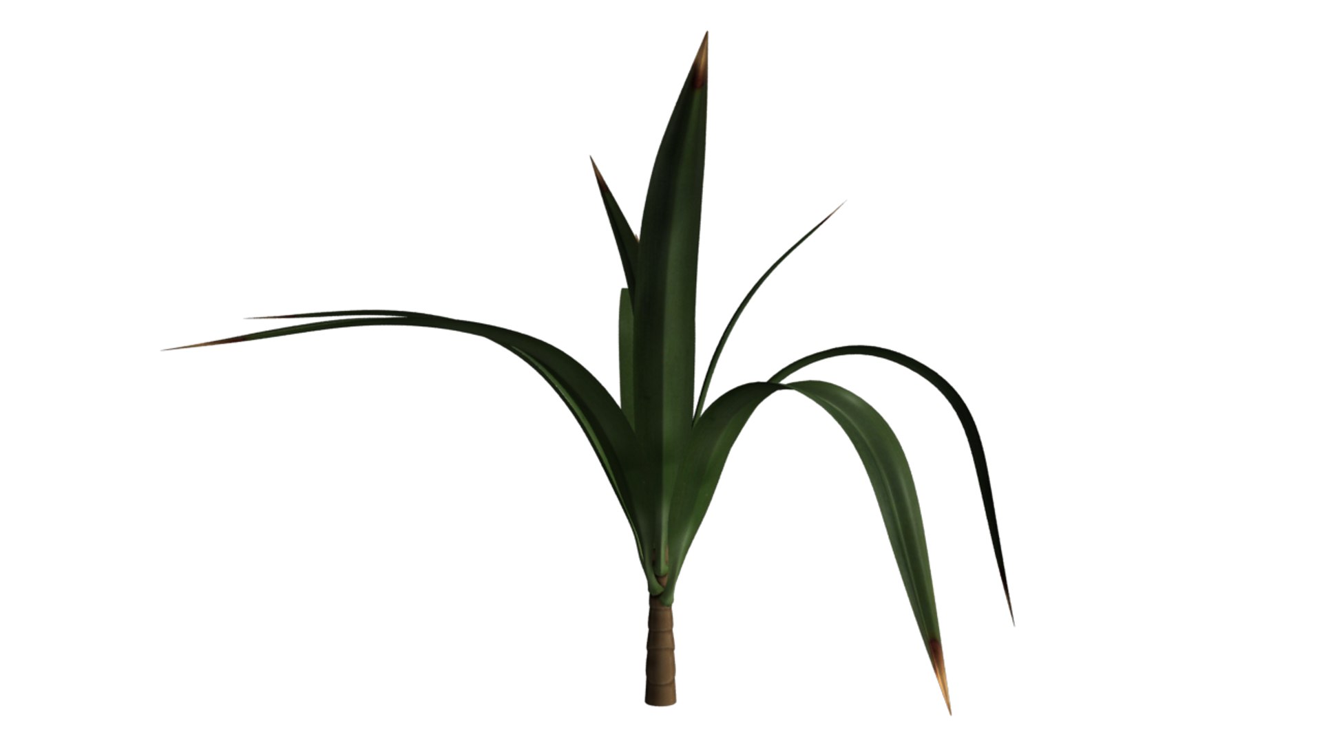 3d model yucca trees evergreen https://p.turbosquid.com/ts-thumb/Rd/REvAVY/8QJbke0c/yucca_01/png/1434457923/1920x1080/fit_q87/24f6d43c5ea770afe23c281ec477da20314cc10d/yucca_01.jpg
