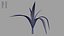 Yucca
