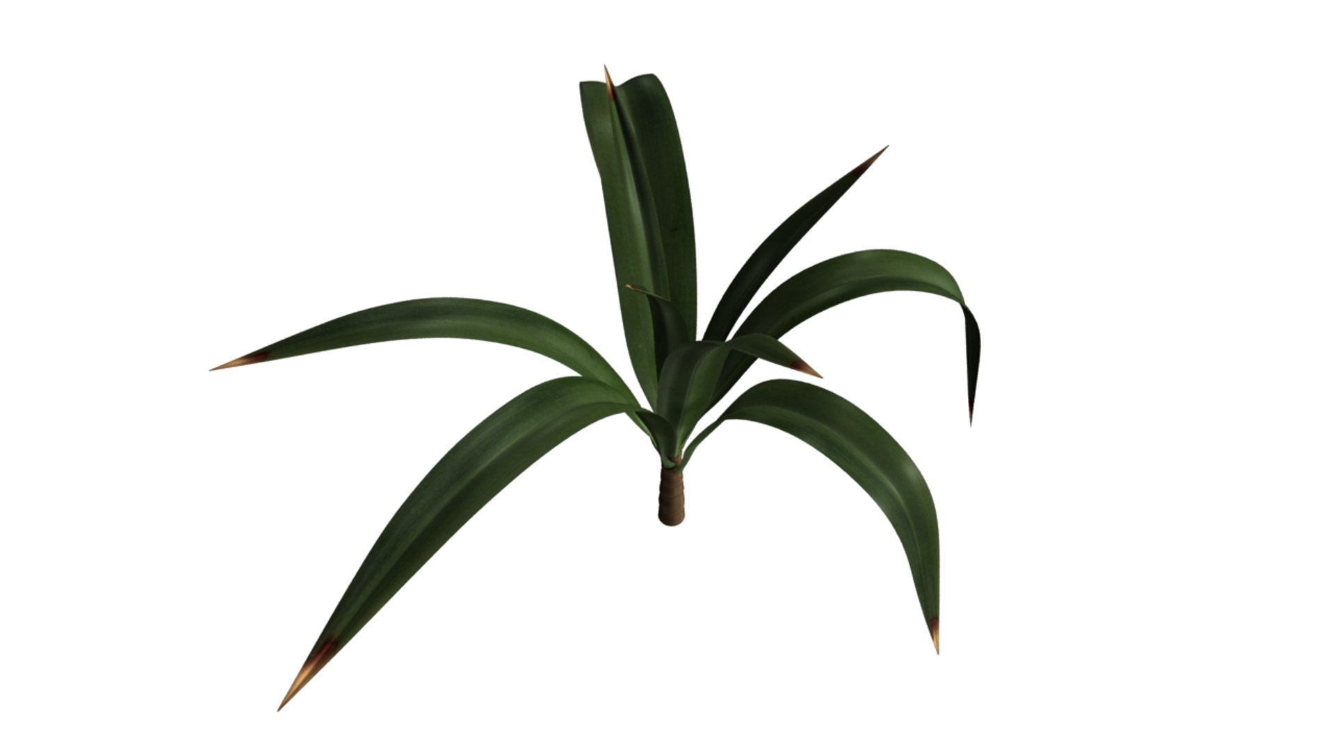 3d model yucca trees evergreen https://p.turbosquid.com/ts-thumb/Rd/REvAVY/a8ut12M9/yucca_02/png/1434457923/1920x1080/fit_q87/81dec56bd51fe9ef3972e497b58242776a2cb0b4/yucca_02.jpg