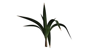Yucca