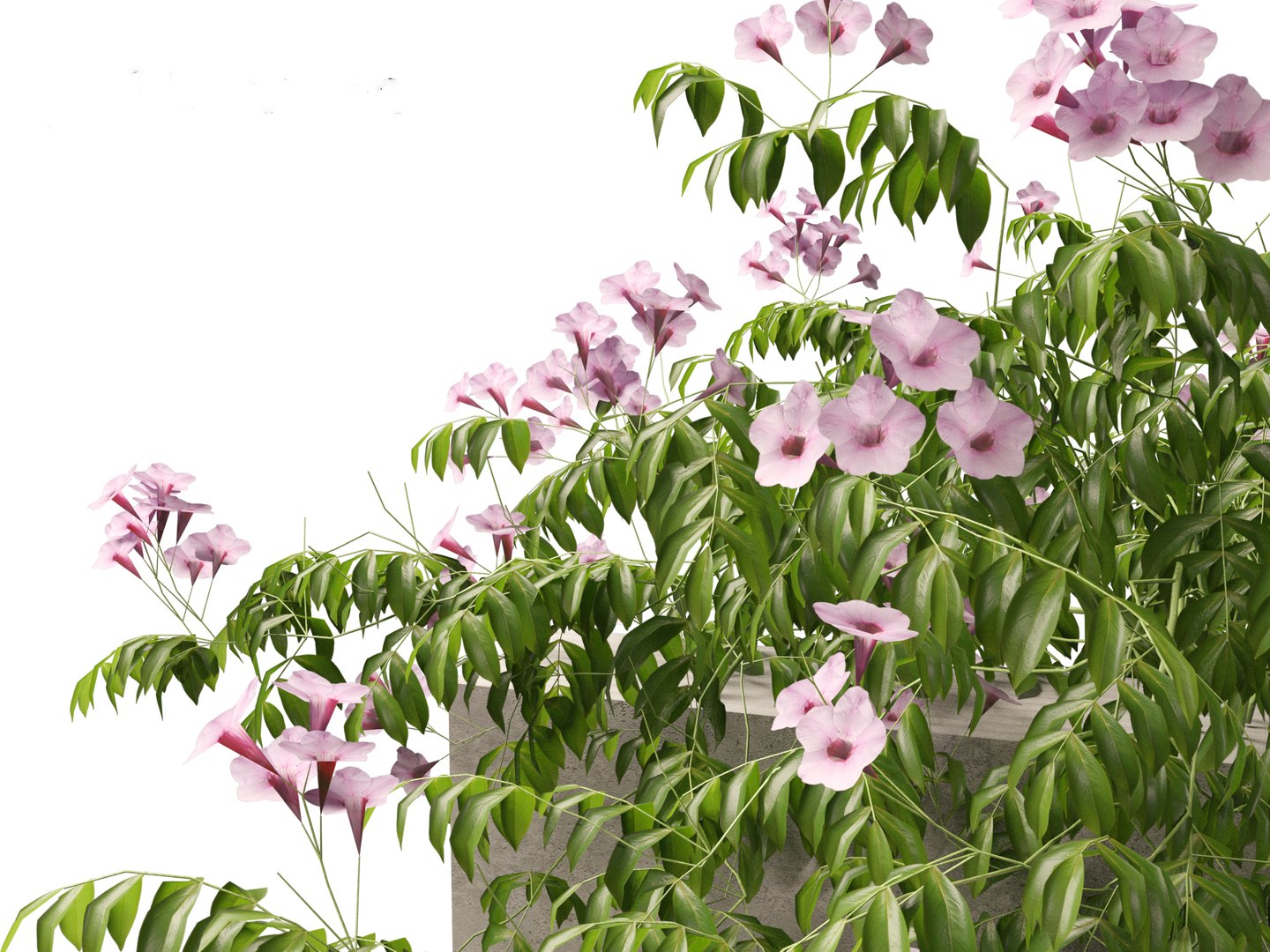 Pandorea Jasminoides Rosea - Bower Vine 3D - TurboSquid 2184694