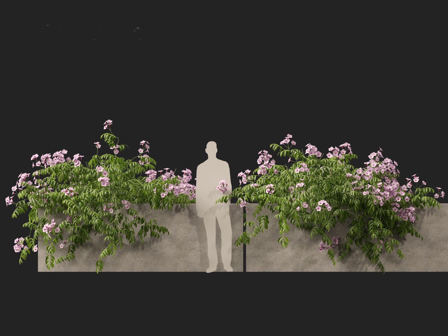 Pandorea Jasminoides Rosea - Bower Vine 3D - TurboSquid 2184694