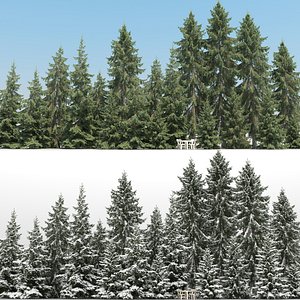 20 Serbian Spruce Trees with snow
