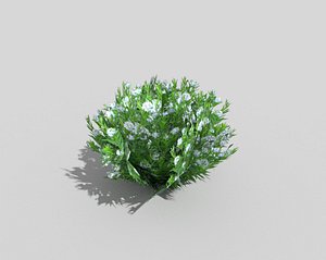 tropical shrub 3d model