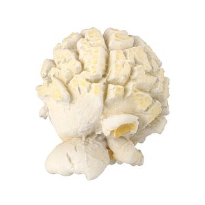 3D scanned popcorn model