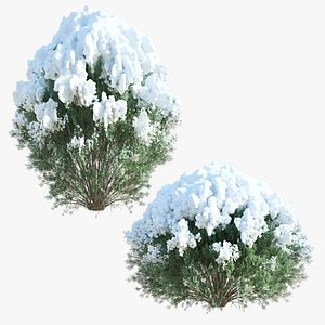 Winter Thuja model