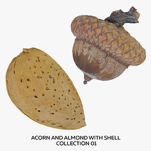 Acorn and Almond with Shell Collection 01 - 2 models RAW Scans 3D model
