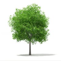 Sweetgum Tree (Liquidambar styraciflua) 15m