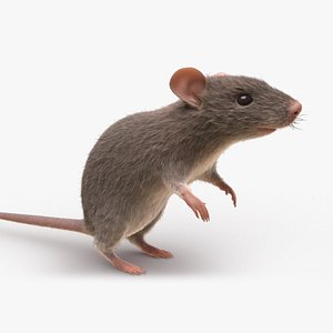 3D model Rat