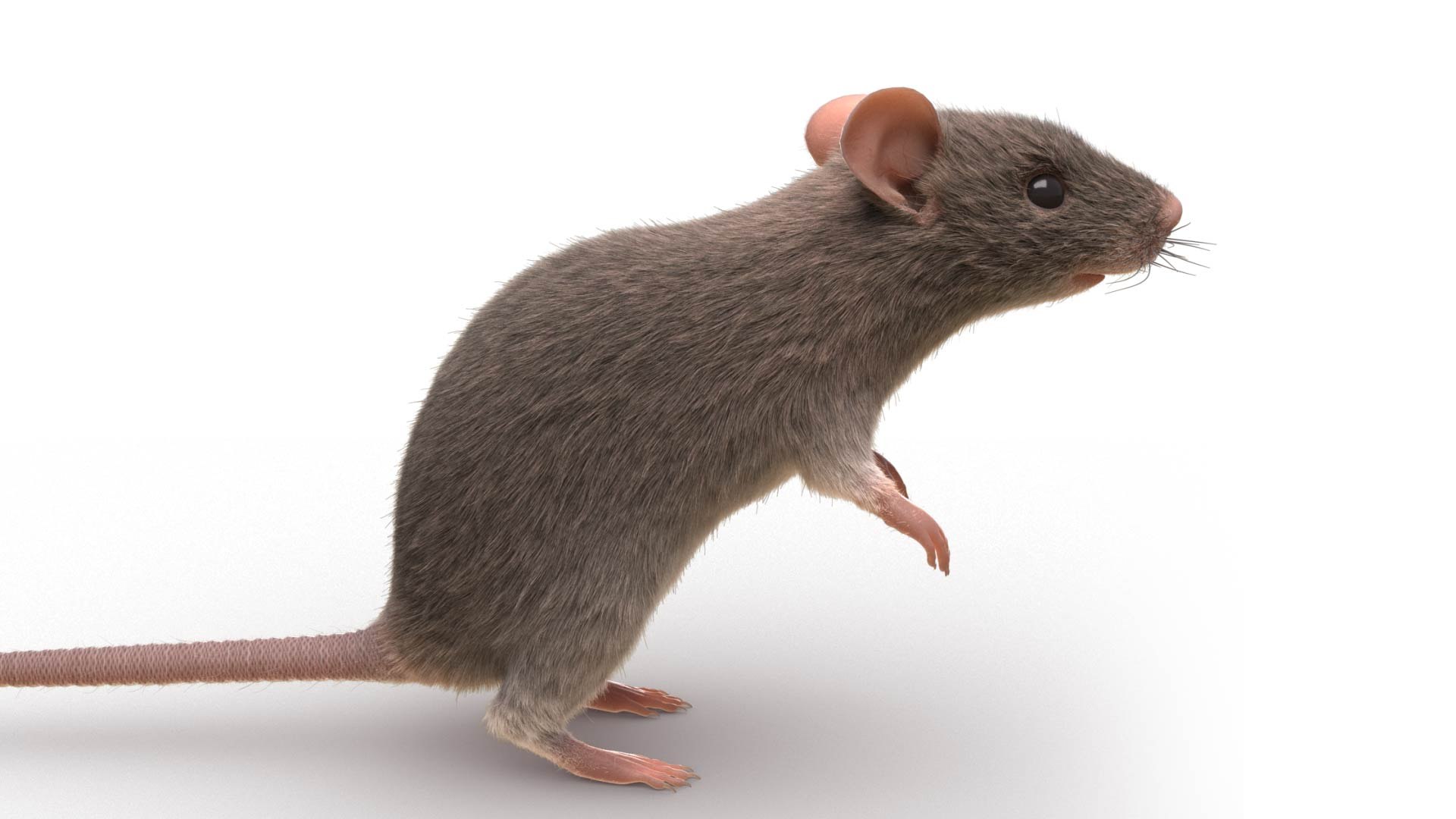 3D Model Rat - TurboSquid 1951540