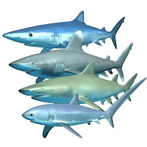3D ocean predators model