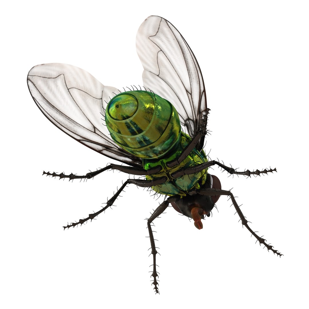 insects set gibbifer 3D https://p.turbosquid.com/ts-thumb/Re/ItAWIO/3hkjhjFL/insectscollectionvray3dmodels34/jpg/1471446846/1920x1080/fit_q87/2c4ebdedac28a38e0d8d090a9ab10317d46e13cb/insectscollectionvray3dmodels34.jpg