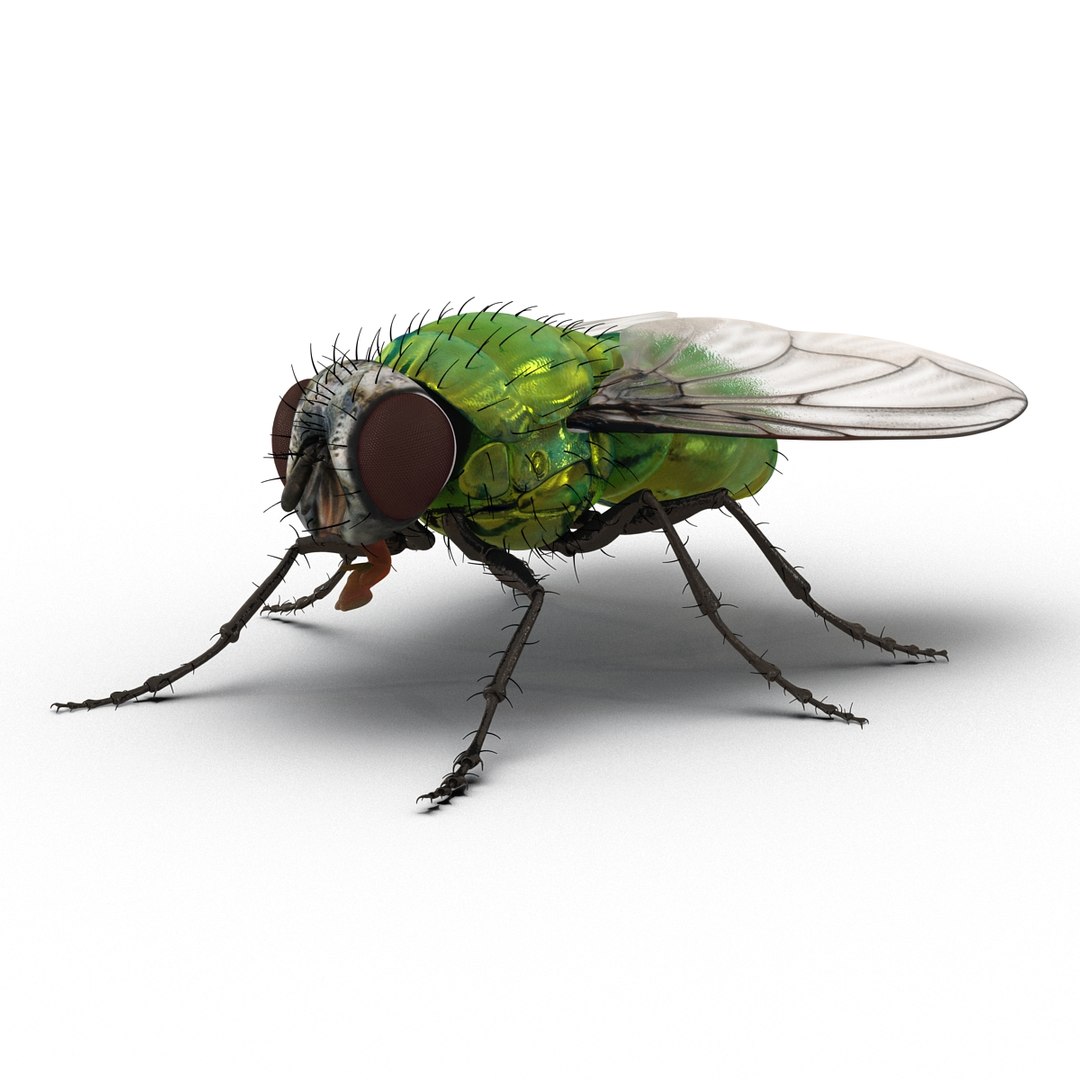 insects set gibbifer 3D https://p.turbosquid.com/ts-thumb/Re/ItAWIO/5kcnwY5g/insectscollectionvray3dmodels30/jpg/1471446845/1920x1080/fit_q87/52f4e42a2680c5f22bf3c2e6a8e2a422874a546f/insectscollectionvray3dmodels30.jpg