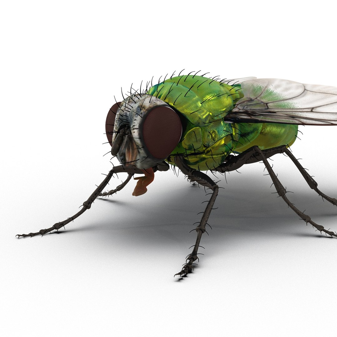 insects set gibbifer 3D https://p.turbosquid.com/ts-thumb/Re/ItAWIO/AmpIw6jw/insectscollectionvray3dmodels35/jpg/1471446846/1920x1080/fit_q87/b1a8866aa68e44162cae72848d3b662ec0922cd4/insectscollectionvray3dmodels35.jpg