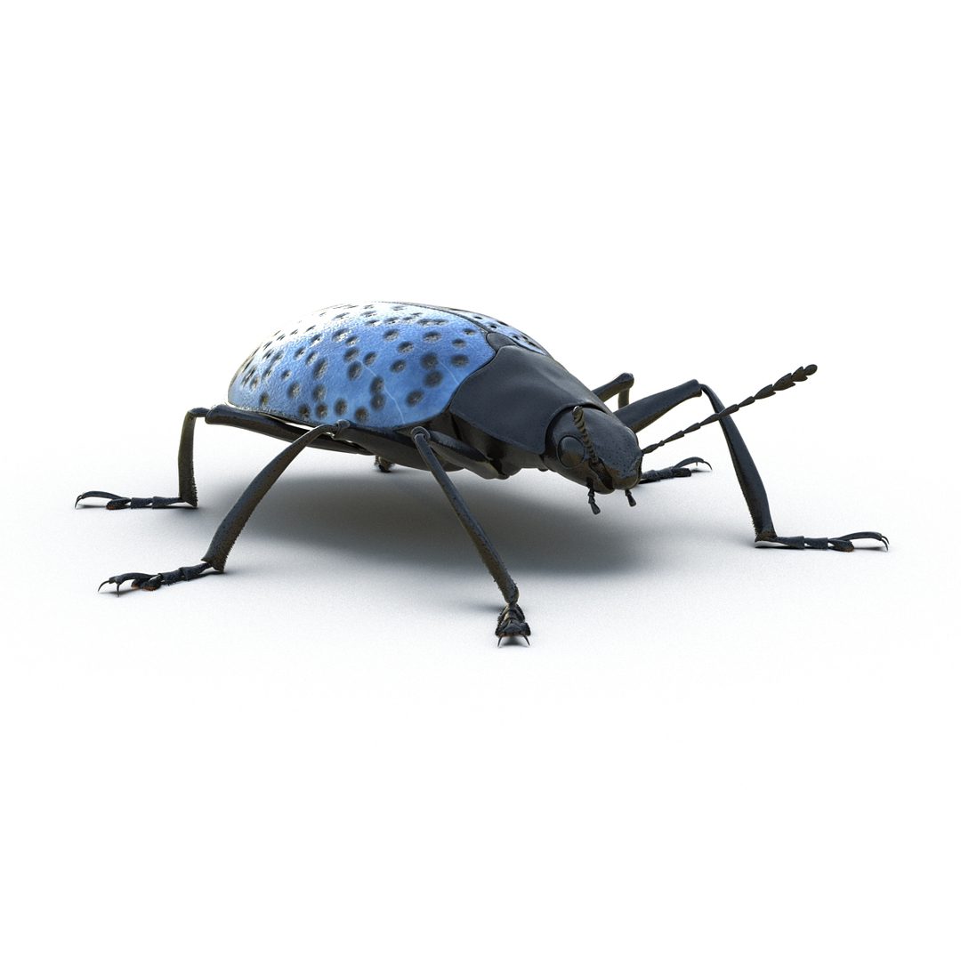 insects set gibbifer 3D https://p.turbosquid.com/ts-thumb/Re/ItAWIO/Asf2aG3o/gibbifer_californicus_beetle_360/jpg/1471443547/1920x1080/turn_fit_q99/67cfe9e1f291b661ce4cb2ce6def37bab1d48a9c/gibbifer_californicus_beetle_360-1.jpg