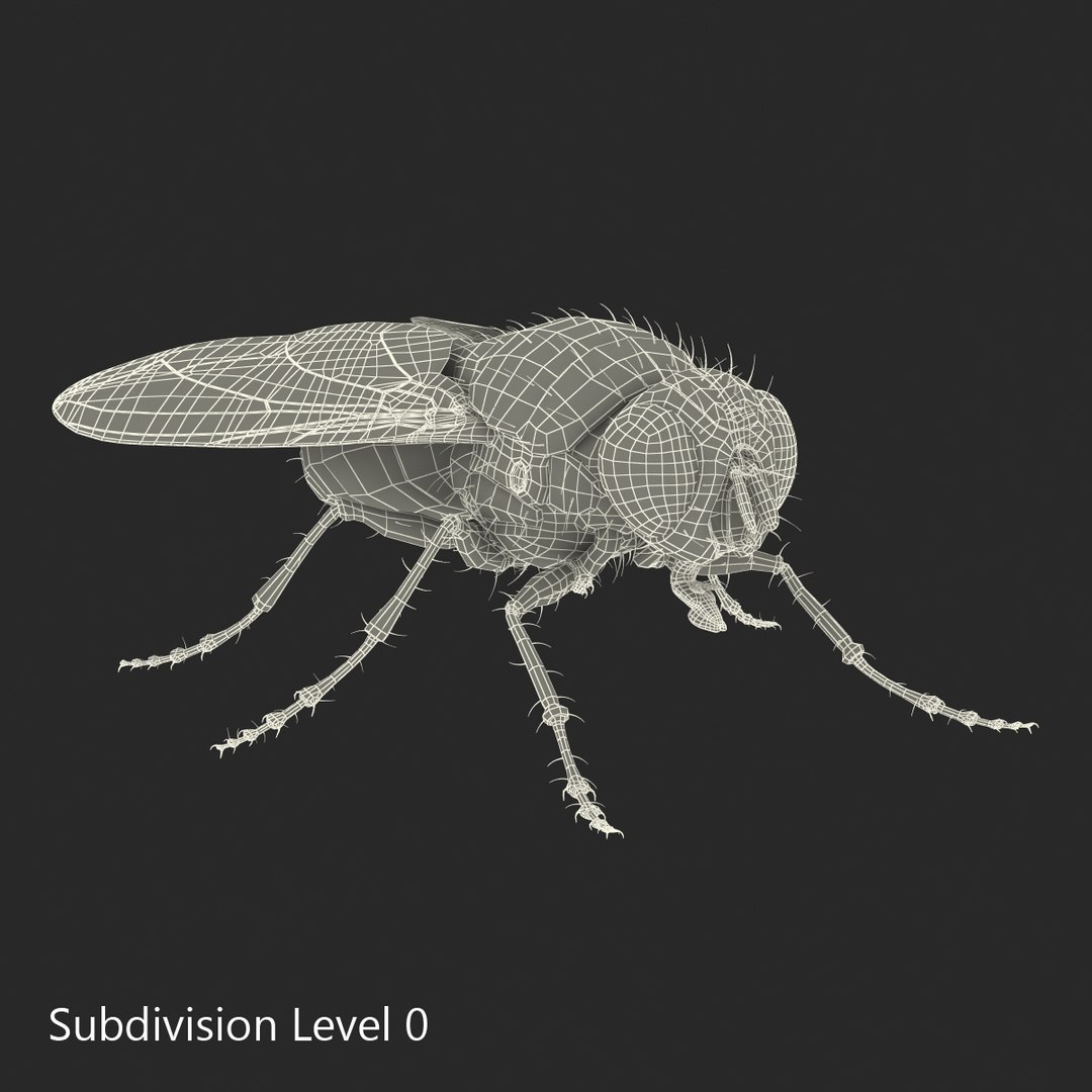 insects set gibbifer 3D https://p.turbosquid.com/ts-thumb/Re/ItAWIO/EJfvobZk/insectscollectionvray3dmodels55/jpg/1471446848/1920x1080/fit_q87/6fab16c974b9aad7ea2e513d3ccb8da65efc39f2/insectscollectionvray3dmodels55.jpg