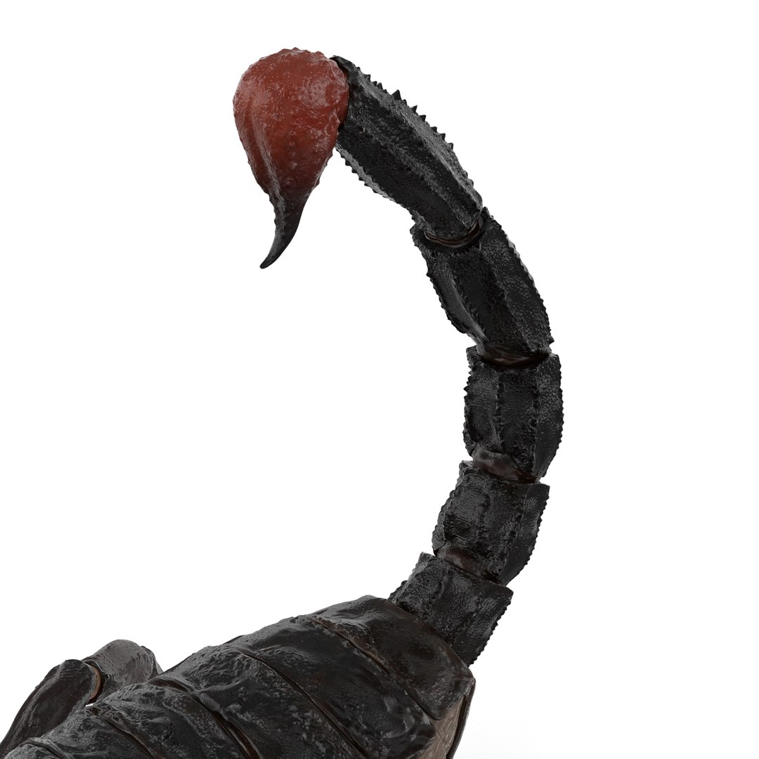 insects set gibbifer 3D https://p.turbosquid.com/ts-thumb/Re/ItAWIO/HsBkFB7a/insectscollectionvray3dmodels11/jpg/1471446843/1920x1080/fit_q87/55d0a19e1291ba0c554f9dcc8983a2646529f41e/insectscollectionvray3dmodels11.jpg