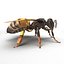 Insects Collection for Cinema 4D