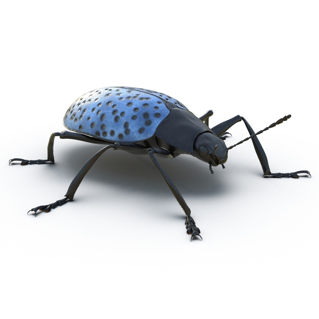 insects set gibbifer 3D https://p.turbosquid.com/ts-thumb/Re/ItAWIO/Oq6yIqsF/insectscollectionvray3dmodels22/jpg/1471446844/1920x1080/fit_q87/838b143f7853b6ee2cb7cfa1883c502653a5a53f/insectscollectionvray3dmodels22.jpg