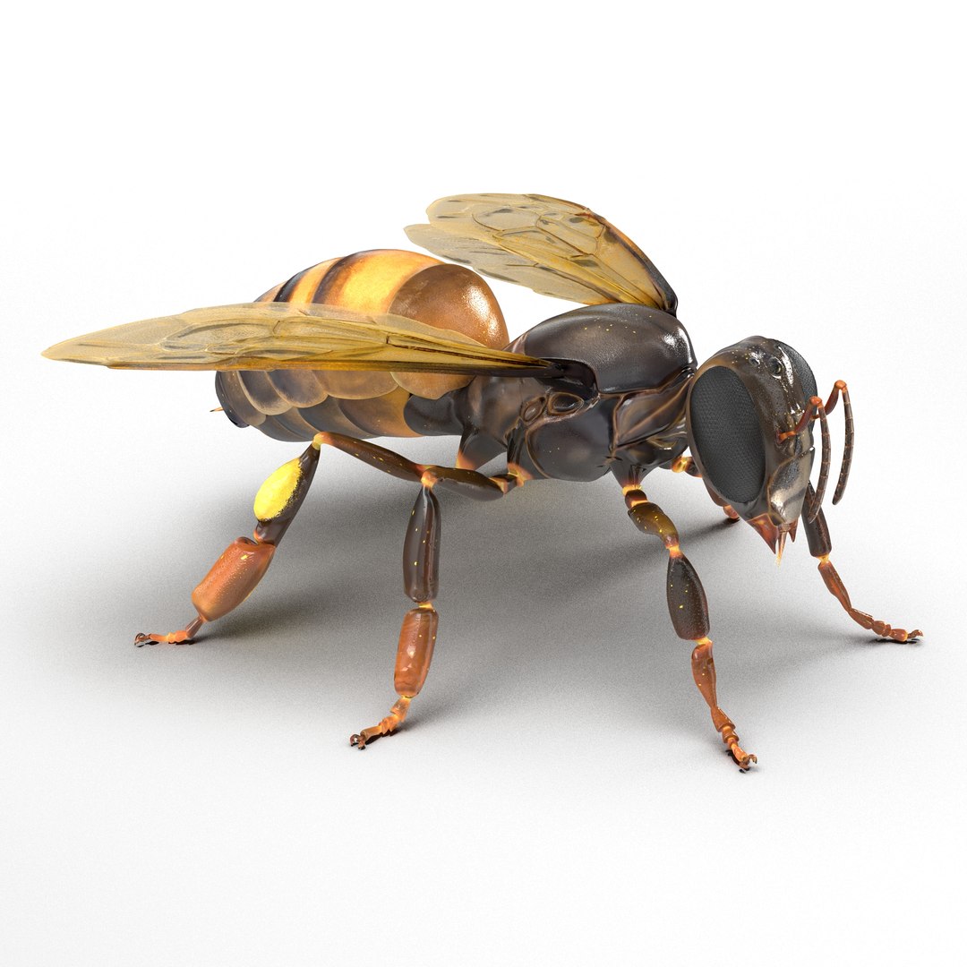 insects set gibbifer 3D https://p.turbosquid.com/ts-thumb/Re/ItAWIO/PeHRdfZX/insectscollectionvray3dmodels38/jpg/1471446846/1920x1080/fit_q87/6a0b0d60d90cdaa66732923e64857e3af656d3ad/insectscollectionvray3dmodels38.jpg