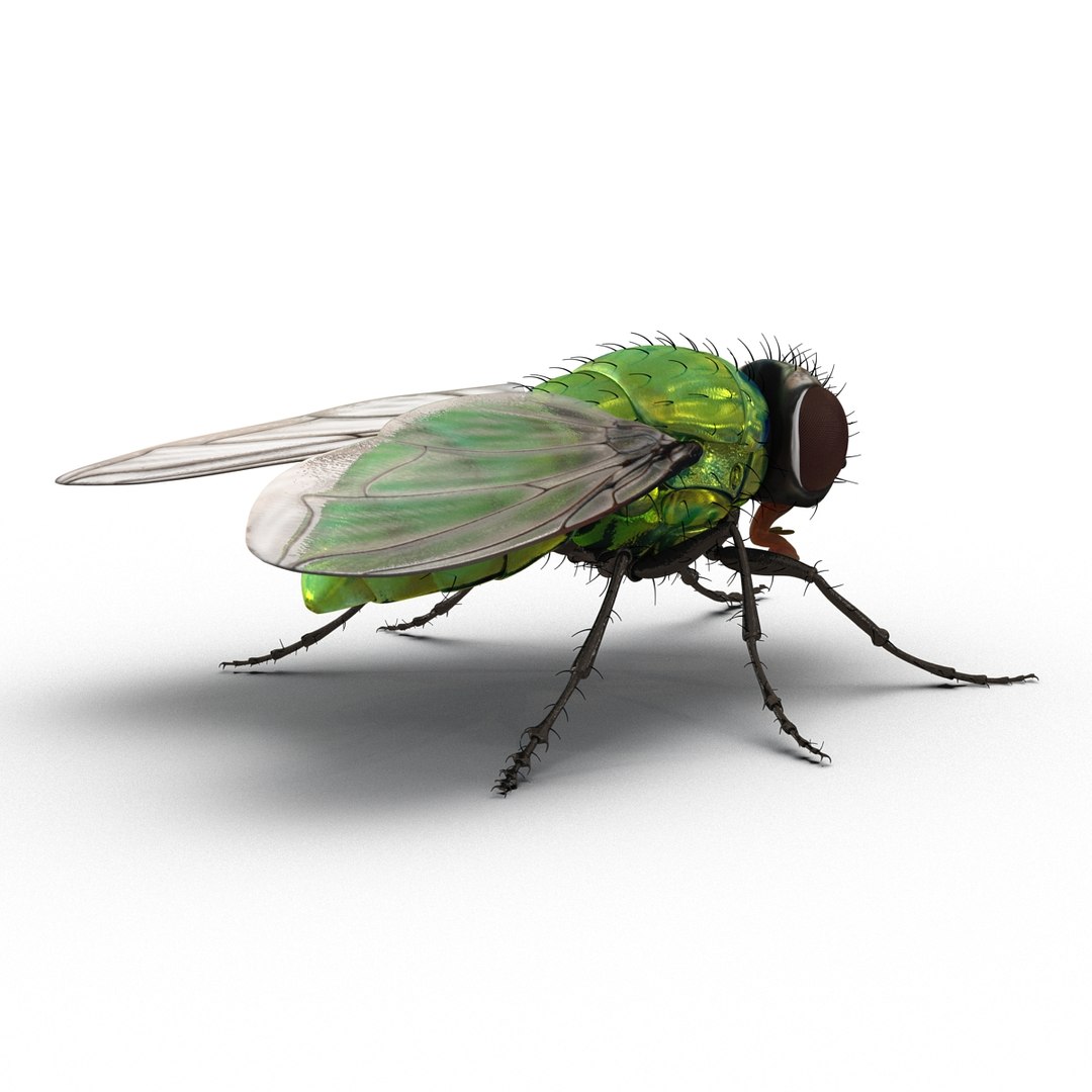 insects set gibbifer 3D https://p.turbosquid.com/ts-thumb/Re/ItAWIO/UB76f1pc/insectscollectionvray3dmodels31/jpg/1471446845/1920x1080/fit_q87/3bc84c48bfa972eda8a4ffc4bebabc9750b6d456/insectscollectionvray3dmodels31.jpg