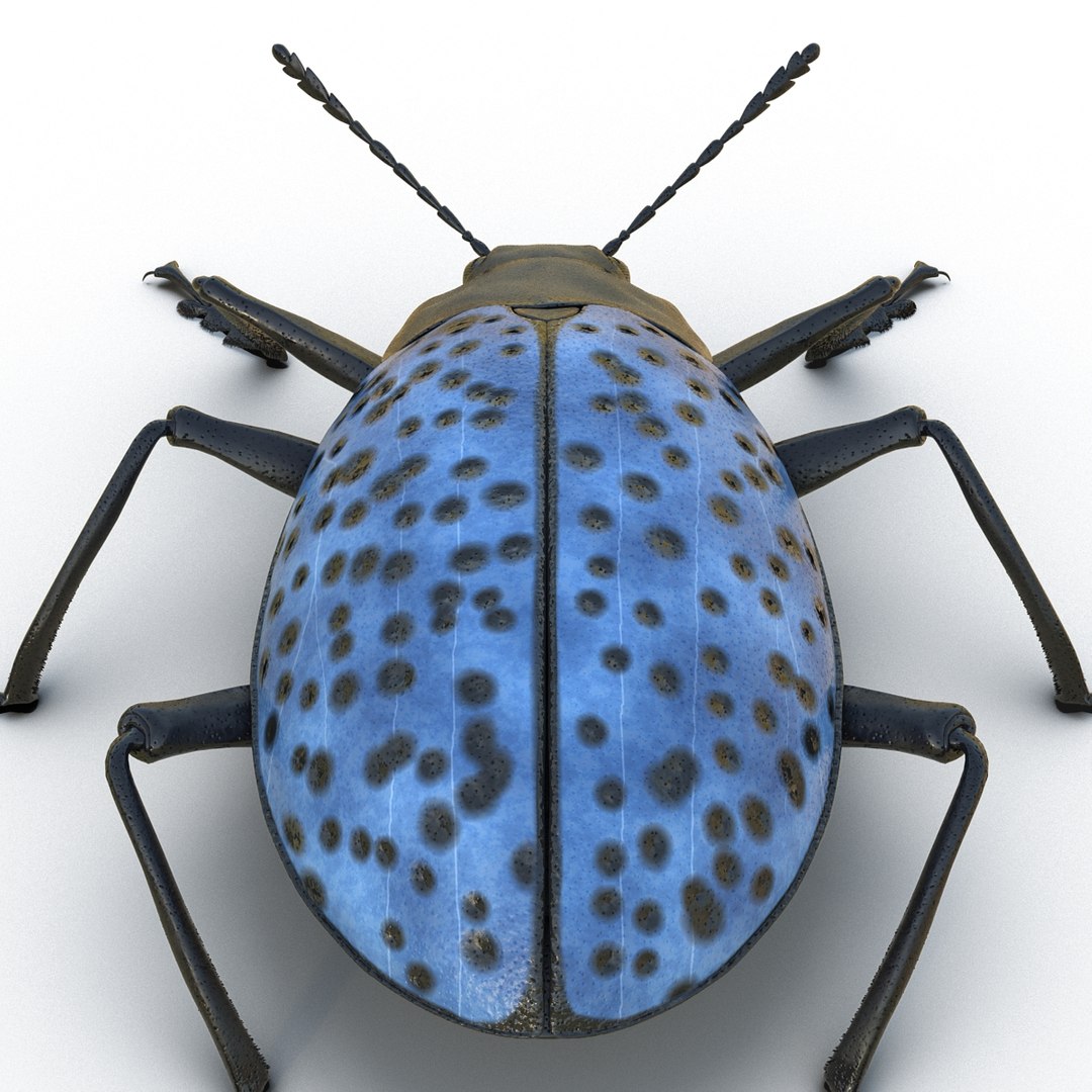 insects set gibbifer 3D https://p.turbosquid.com/ts-thumb/Re/ItAWIO/UHJRWBxc/insectscollectionvray3dmodels28/jpg/1471446845/1920x1080/fit_q87/bc55868540ca61b241840187c6de40778438e3f4/insectscollectionvray3dmodels28.jpg