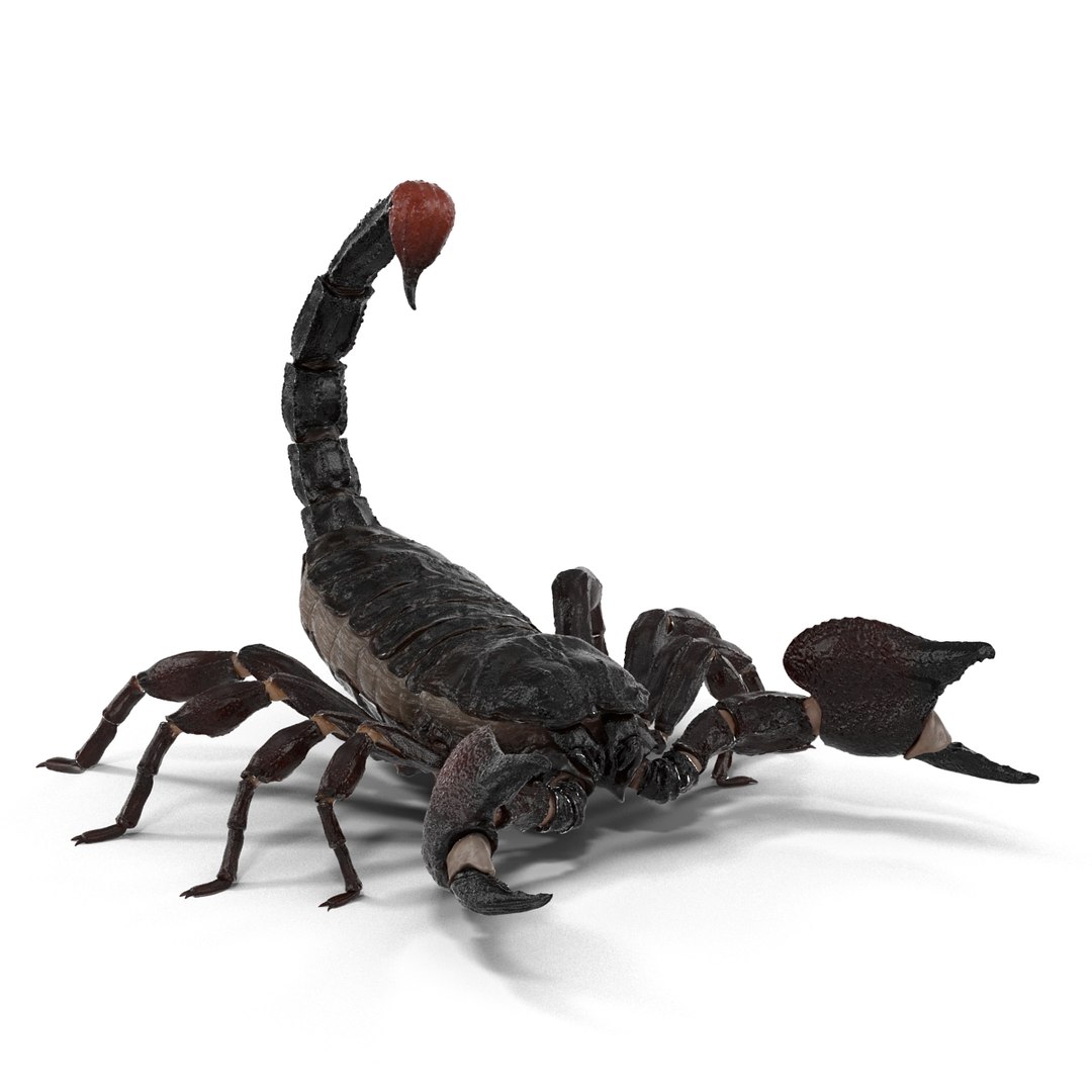 insects set gibbifer 3D https://p.turbosquid.com/ts-thumb/Re/ItAWIO/WlfWUH6h/insectscollectionvray3dmodels02/jpg/1471446842/1920x1080/fit_q87/efe08fbfa45cc48ce7fa2aa860976df7c9e4943a/insectscollectionvray3dmodels02.jpg