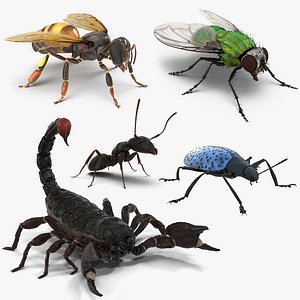 insects set gibbifer 3D