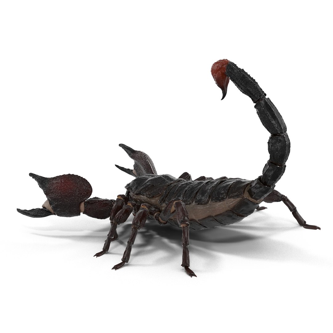insects set gibbifer 3D https://p.turbosquid.com/ts-thumb/Re/ItAWIO/XurB4KVg/insectscollectionvray3dmodels03/jpg/1471446842/1920x1080/fit_q87/6d060c6dc240be2a1e5e1cdecb84ad71c5c75c3e/insectscollectionvray3dmodels03.jpg