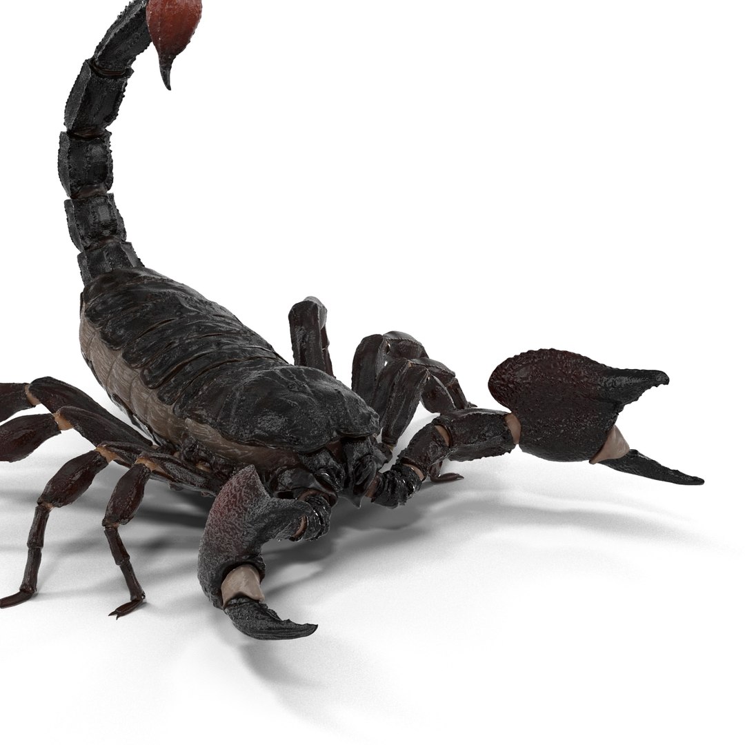 insects set gibbifer 3D https://p.turbosquid.com/ts-thumb/Re/ItAWIO/YIIXfY2m/insectscollectionvray3dmodels08/jpg/1471446843/1920x1080/fit_q87/7dca76f255ae50c5f1b76d0a14dda7317e3977b4/insectscollectionvray3dmodels08.jpg