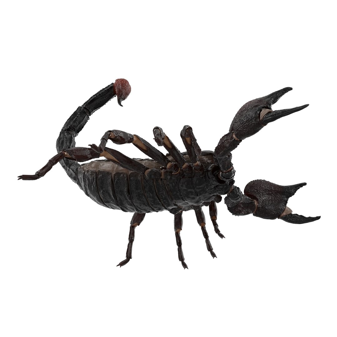 insects set gibbifer 3D https://p.turbosquid.com/ts-thumb/Re/ItAWIO/ZdLUvwdV/insectscollectionvray3dmodels07/jpg/1471446843/1920x1080/fit_q87/073beb1d203e17ffa6cbe0fd6cbf4d9a64e7a37e/insectscollectionvray3dmodels07.jpg