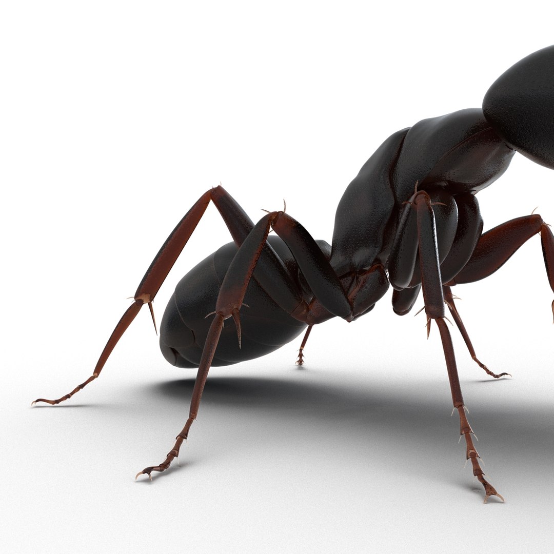insects set gibbifer 3D https://p.turbosquid.com/ts-thumb/Re/ItAWIO/cZxi50Kb/insectscollectionvray3dmodels21/jpg/1471446844/1920x1080/fit_q87/17475a67c3272f82e8707196df8c6aab10e635a8/insectscollectionvray3dmodels21.jpg