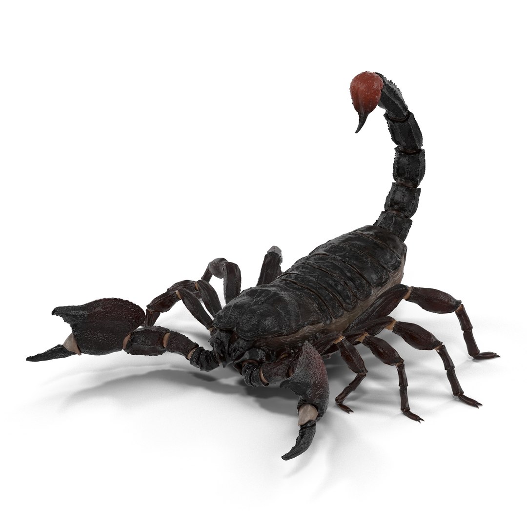 insects set gibbifer 3D https://p.turbosquid.com/ts-thumb/Re/ItAWIO/dlJSGM0g/insectscollectionvray3dmodels01/jpg/1471446842/1920x1080/fit_q87/6c3abcf4fee5cea719167c011be130024fb52cca/insectscollectionvray3dmodels01.jpg