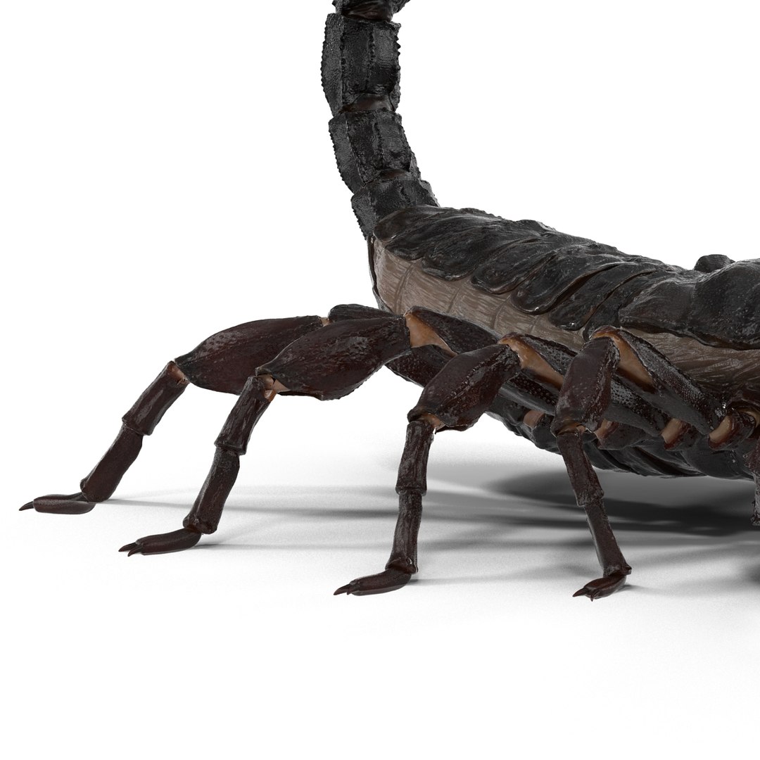 insects set gibbifer 3D https://p.turbosquid.com/ts-thumb/Re/ItAWIO/fBoNee9A/insectscollectionvray3dmodels09/jpg/1471446843/1920x1080/fit_q87/75de52dce1a8ec6fabf68006d354771870bc6273/insectscollectionvray3dmodels09.jpg